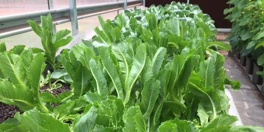 Food Ladder hydroponic gardens