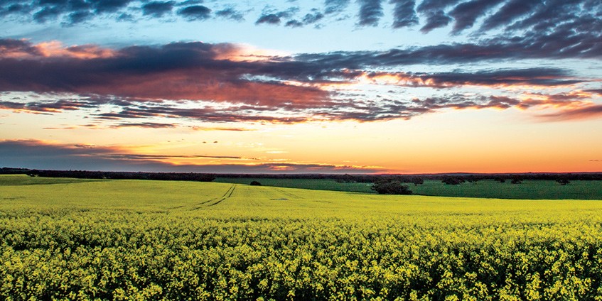 Mallee sunset over a canola paddock