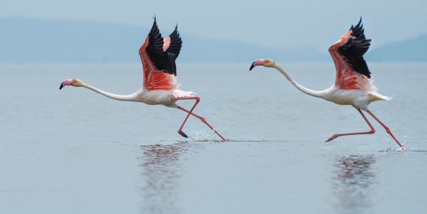 snowy flamingos