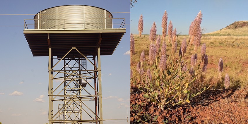 Left - Community water tower. Right - Mulla mulla – the flower of the Pilbara