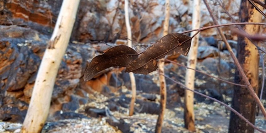 Larapinta trail bushfires