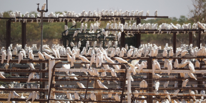 A conference of corellas who came from far and wide.  