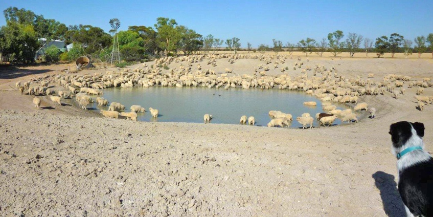 Job done – sheep to water