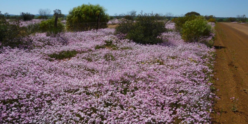 Wildflowers along the roadside