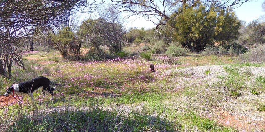 A walk among the wildflowers