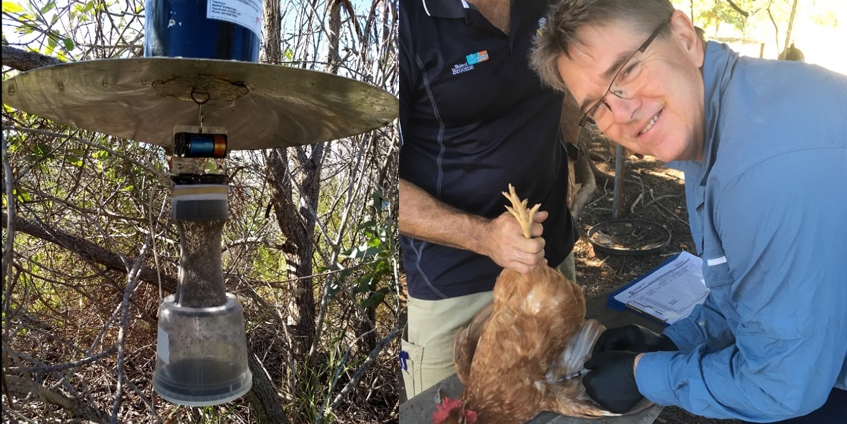 Mosquito trap. Andrew Waters collecting blood samples from a chicken