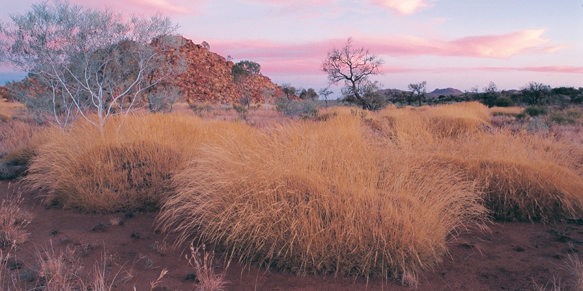 Remote grass land