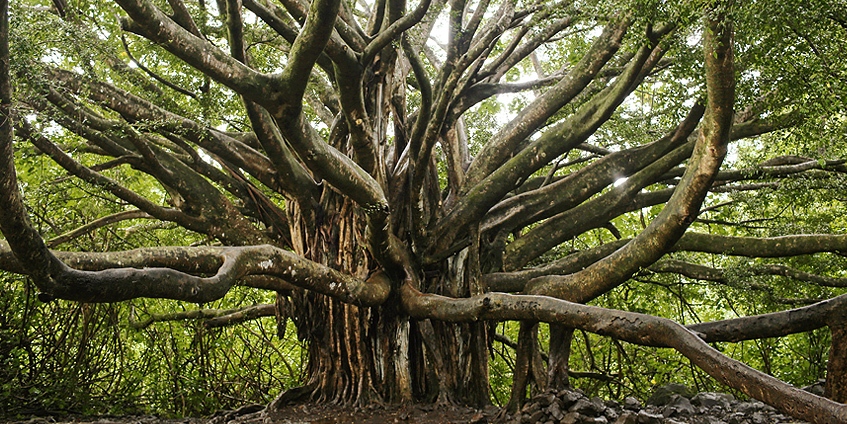 Banyan tree