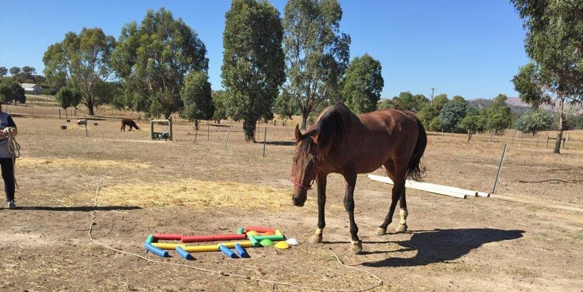 Horse in paddock