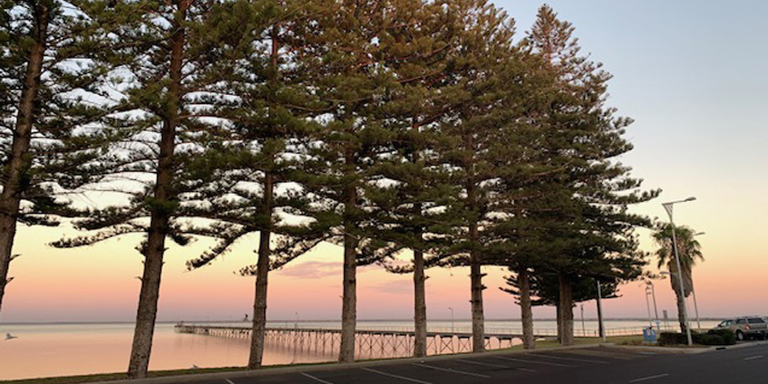 sunset shoreline with pine trees