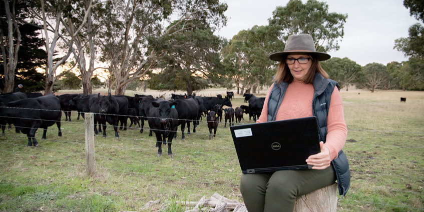 Woman using laptop in from of cows
