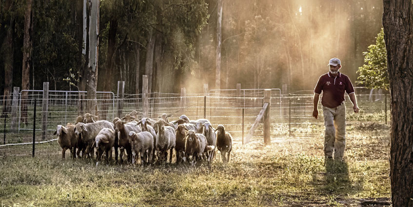 Farmer with sheep