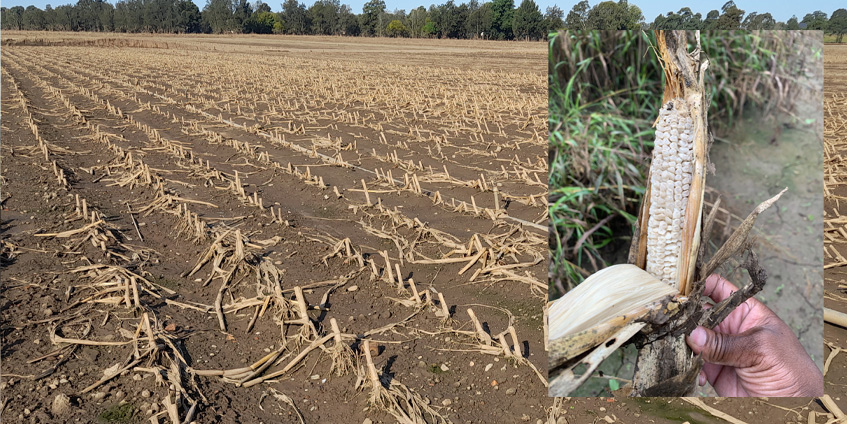 Corn field devastation and destroyed corn.