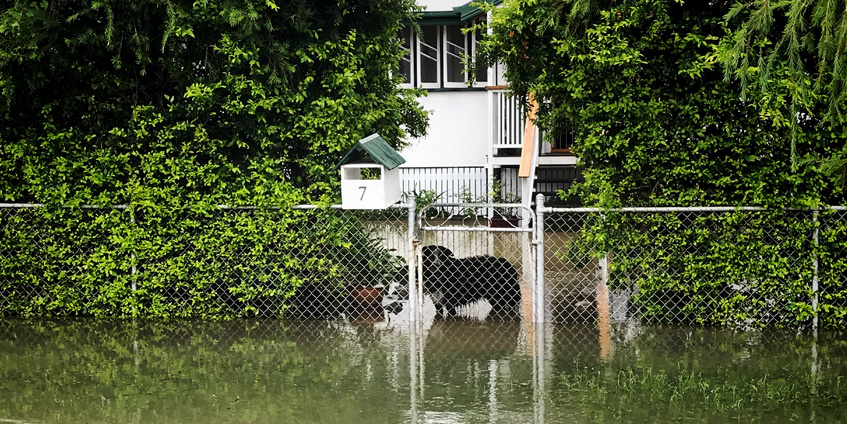 A black dog behind a home front gate standing in flood waters