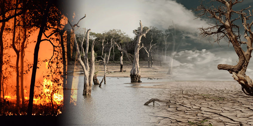 Collage of bushfire, drought and flooded trees