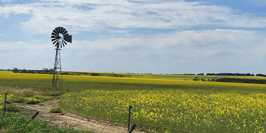 Wind pump with dirt road and green and yellow canola field