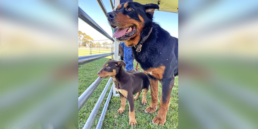 Working Dogs ready for a day of learning - Photo credit GPHU