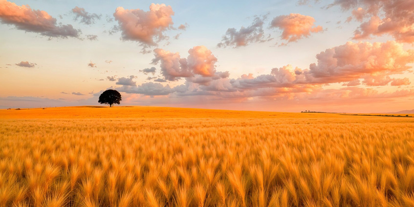 Wheat field landscape photo at sunset