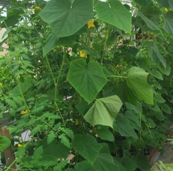 Food Ladder hydroponic gardens