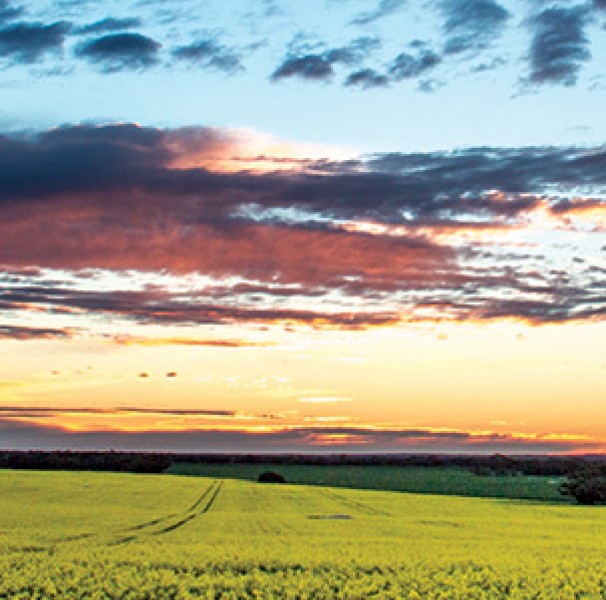 Mallee sunset over a canola paddock