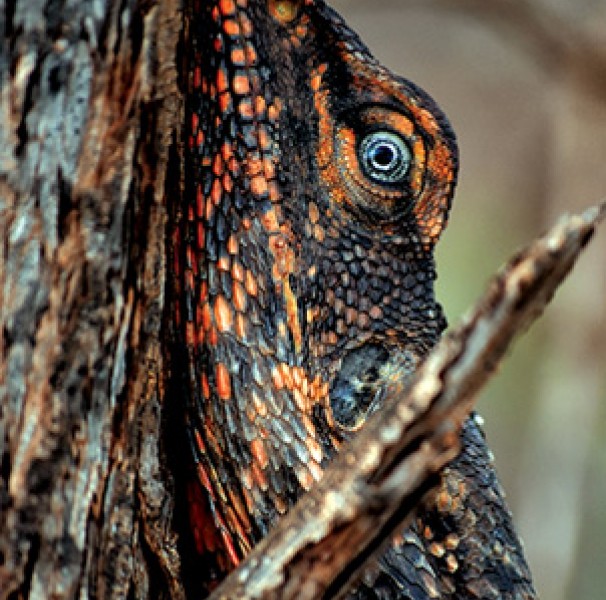 Cyrupa, Joanna - Frilled-neck lizard