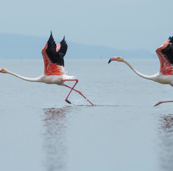 snowy flamingos