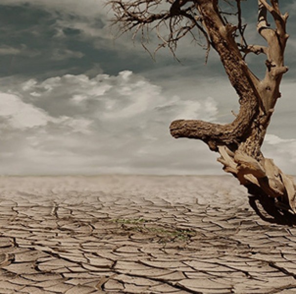 dead tree over dried cracked mud