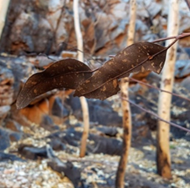 Larapinta trail bushfires