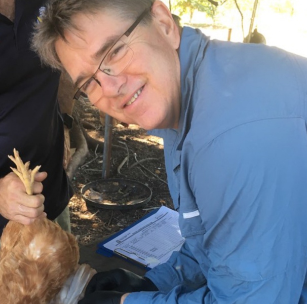 Andrew Waters collecting blood samples from a chicken