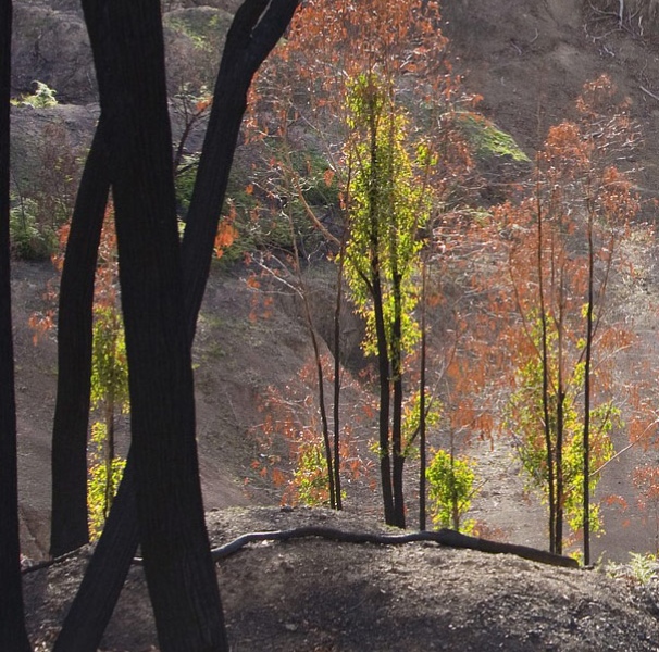 Burn trees rejuvinating