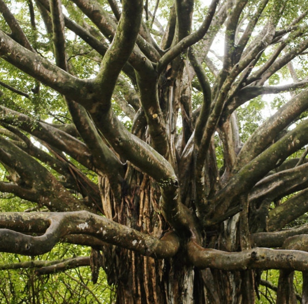 Banyan tree