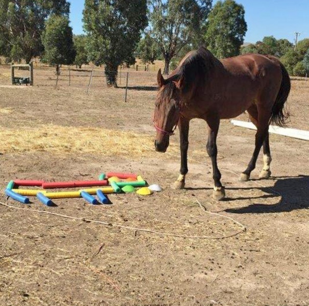 Horse in paddock