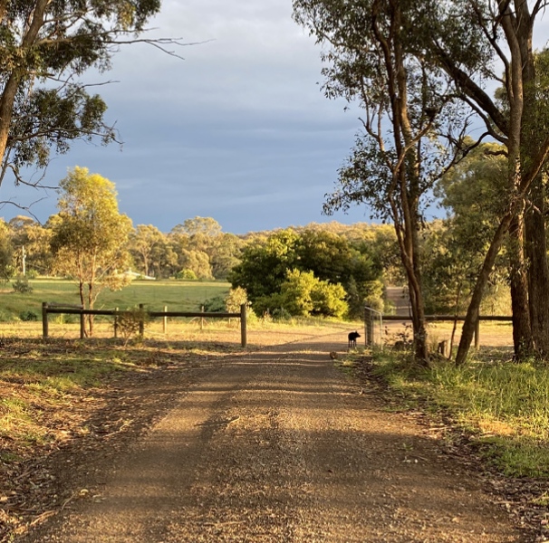 Gravel drive way with dog