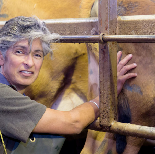 Person next to cows rear legs