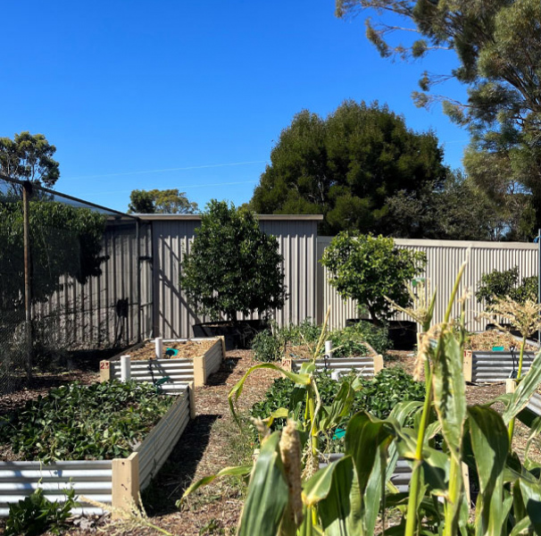 Plants in school garden