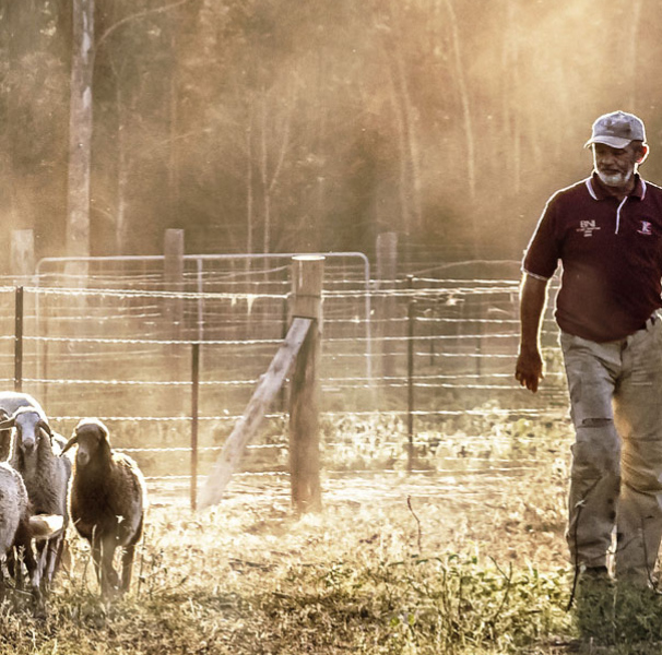 Farmer with sheep