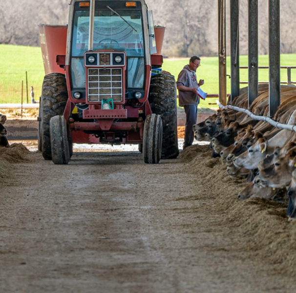 Farmer, tractor and cows