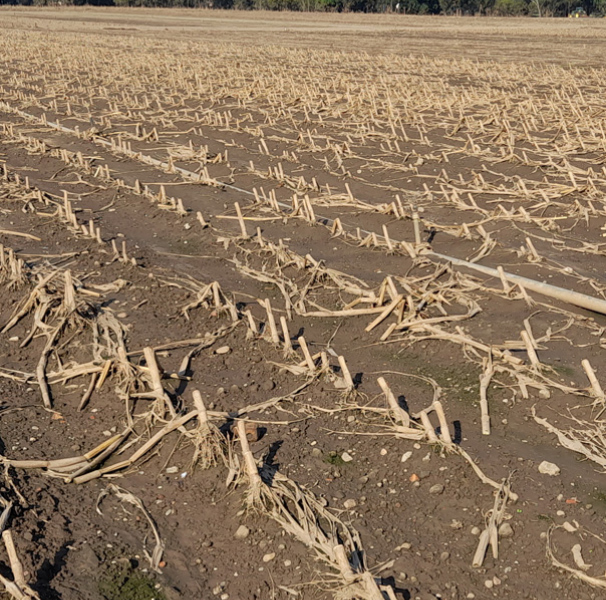 Corn field devastation