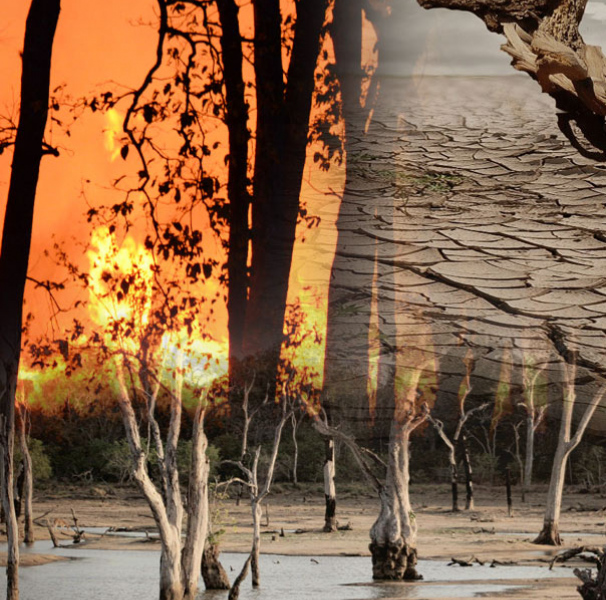 Collage of bushfire, drought and flooded trees