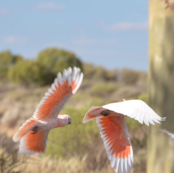 Major Mitchell cockatoos, Tarcoola, outback South Australia.