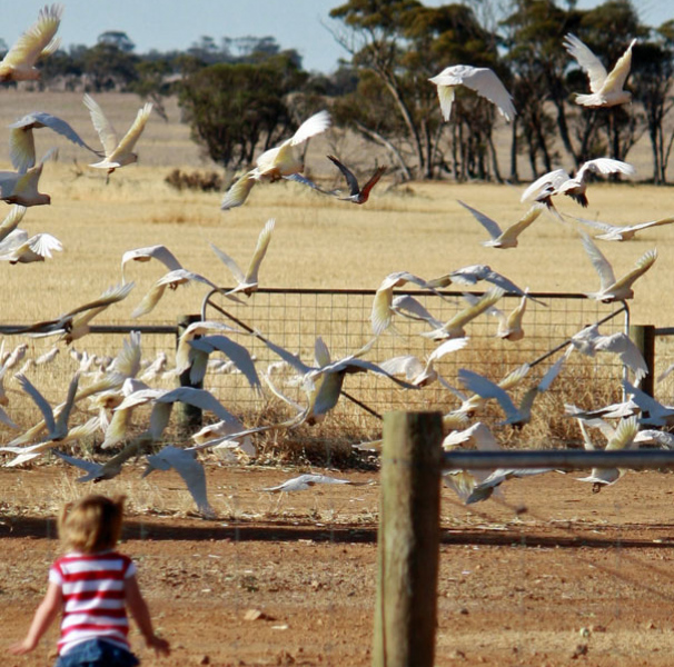 Young girl standing at outback fence with a flock of birds flying around
