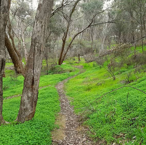 Forest track amongst trees with bright green ground cover