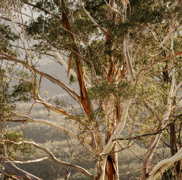 Eucalyptus tree