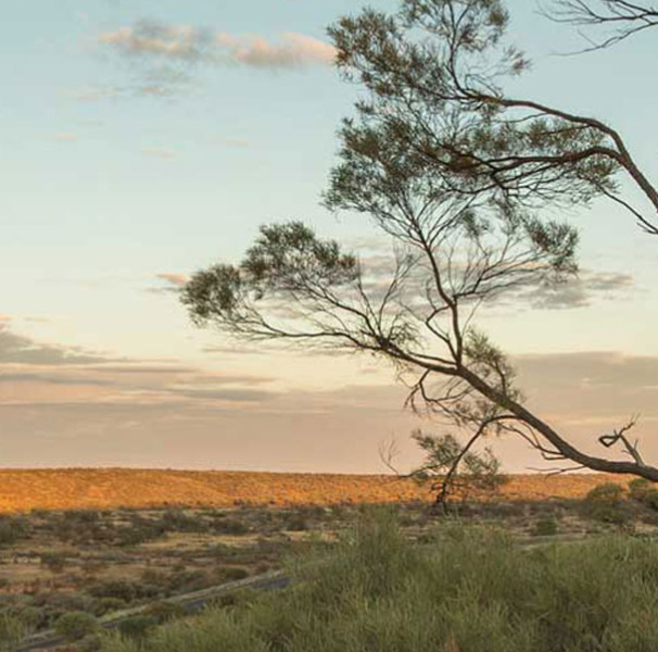 Australian bushland 