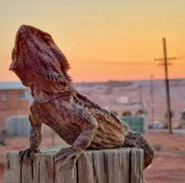 Lizard on a stump with sunset and town in the background