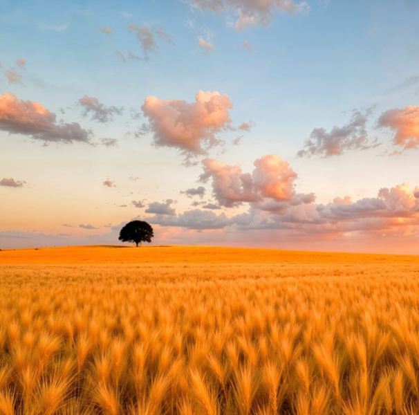 Wheat field landscape photo at sunset