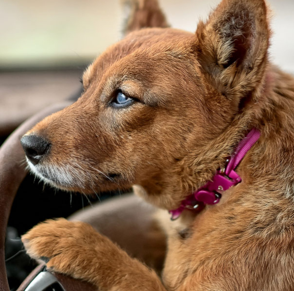 AI generated image of a dog driving a car.
